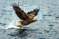 White-tailed Eagle (6)