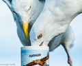 Herring Gull (2)