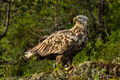 White-tailed Eagle (1)