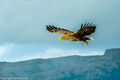 White-tailed Eagle (2)