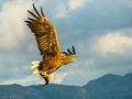 White-tailed Eagle (8)