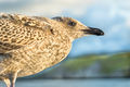 Juvenile Herring Gull