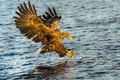 White-tailed Eagle (5)