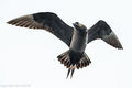 Arctic Skua