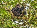 Chimpanzee