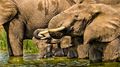 Elephants Drinking (2)