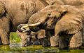 Elephants Drinking (2)