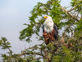 African Fish Eagle
