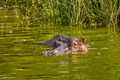 Hippopotamus
