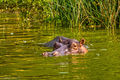 Hippopotamus