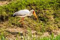 Yellow-billed Stork