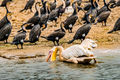 Great White Pelican