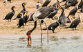 Saddle-billed Stork