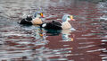 King Eider (2)