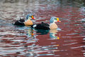King Eider (2)