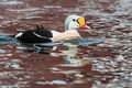 King Eider (1)