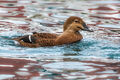Steller's Eiders (2)