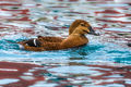Steller's Eiders (2)