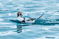 Long-tailed Duck