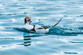 Long-tailed Duck