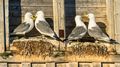 Kittiwakes (1)