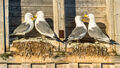 Kittiwakes (1)