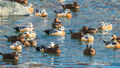 Steller's Eiders (1)