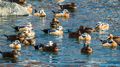 Steller's Eiders (1)