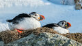 Puffins (1)