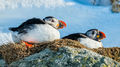 Puffins (1)