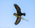 Shags (1)