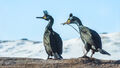 Shags (2)