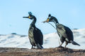 Shags (2)