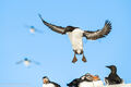 Guillemots (2)