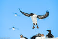 Guillemots (2)
