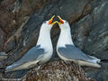 Kittiwakes (2)