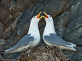 Kittiwakes (2)