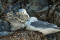 Kittiwakes (3)