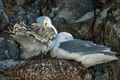 Kittiwakes (3)
