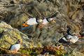Puffins (2)