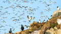 Guillemots (1)