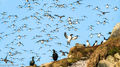 Guillemots (1)
