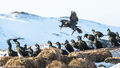 Shags (3)