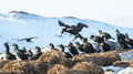 Shags (3)