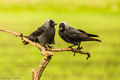 Jackdaws (1)
