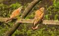 Kestrels (1)