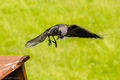 Jackdaws (2)
