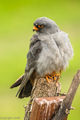 Red-footed Falcon (Male)
