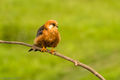 Red-footed Falcon (Female)