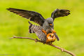 Red-footed Falcons Mating